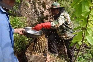 徽县吃瓜网红事件始末视频,揭秘网络舆论的风暴与真相