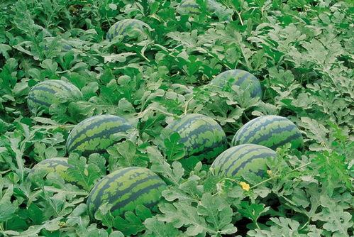 金乡网红吃瓜群微信号