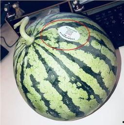 潍坊网红吃瓜,揭秘幕后故事与热门话题