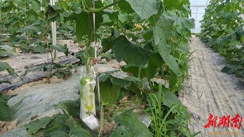 株洲网红吃瓜事件,揭秘网络舆论的风暴与真相