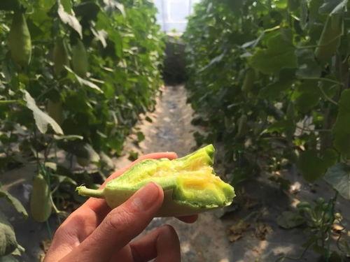 网红吃瓜手被砍