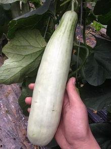 吃网红的瓜文案,一场关于“吃瓜”的狂欢盛宴