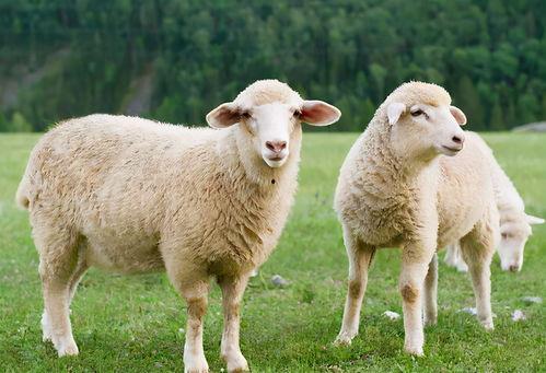 吃瓜网51爆料三只羊