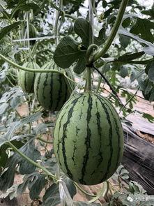 某音网红吃瓜,某音网红背后的惊人真相